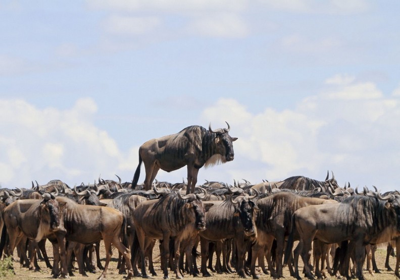 動物其實很搞笑!喜劇攝影獎保證讓你笑破肚皮_img_6