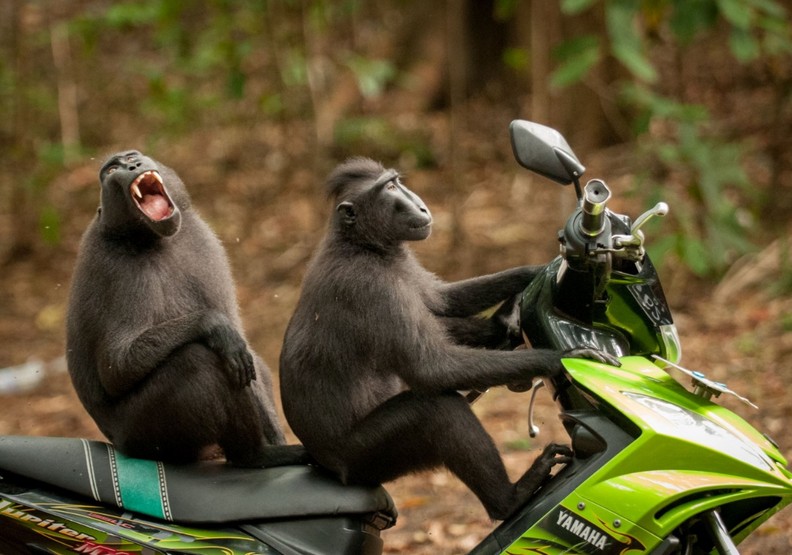 動物其實很搞笑!喜劇攝影獎保證讓你笑破肚皮_img_7