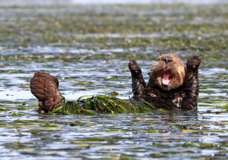 動物其實很搞笑!喜劇攝影獎保證讓你笑破肚皮_img_8