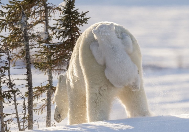 動物其實很搞笑!喜劇攝影獎保證讓你笑破肚皮_img_9