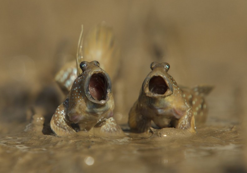動物其實很搞笑!喜劇攝影獎保證讓你笑破肚皮_img_10