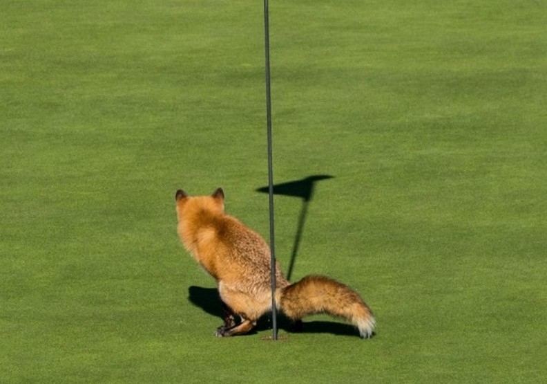 動物其實很搞笑!喜劇攝影獎保證讓你笑破肚皮_img_11