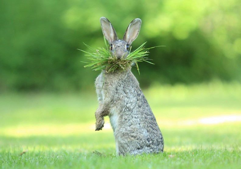 動物其實很搞笑!喜劇攝影獎保證讓你笑破肚皮_img_13