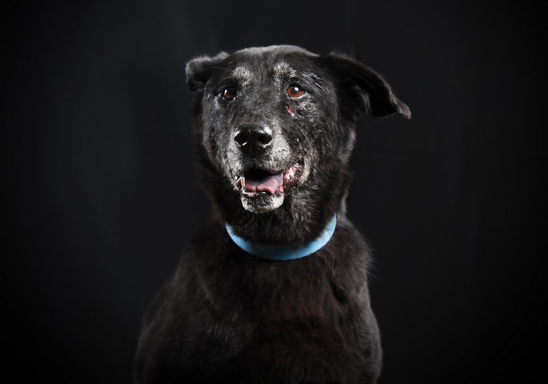 黑的也很漂亮！黑犬不應該被貼上的棄養悲歌_img_3