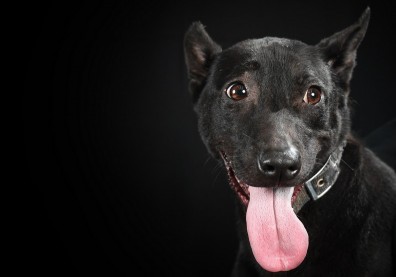 黑的也很漂亮！黑犬不應該被貼上的棄養悲歌