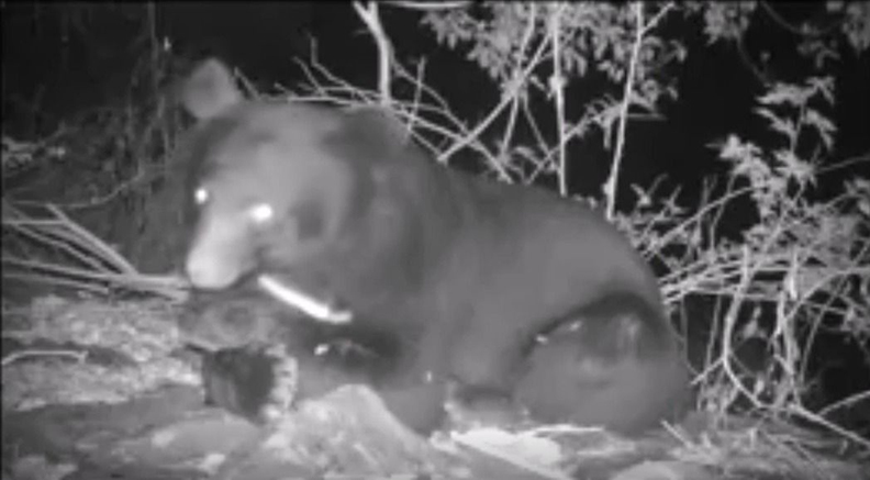 黑熊媽媽:人的包容可以決定熊的命運_img_2