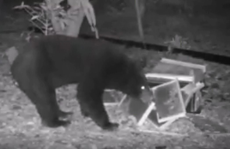 黑熊媽媽:人的包容可以決定熊的命運_img_1