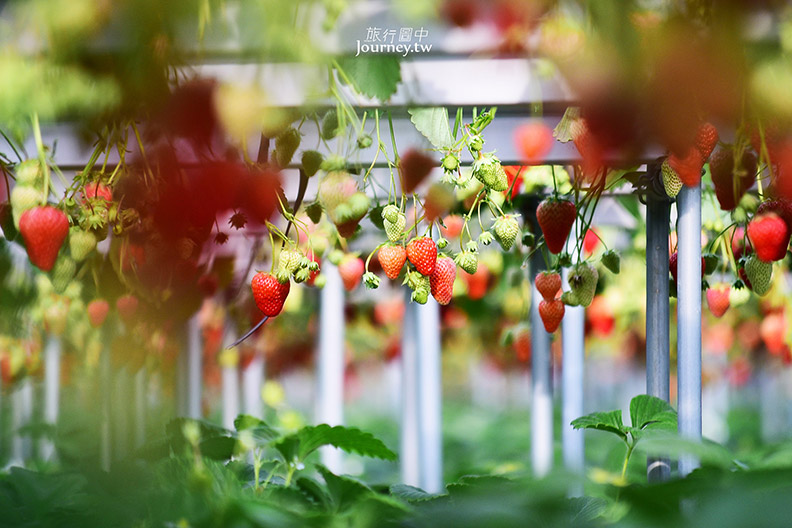 從苗栗車站搭公車去大湖採草莓_img_5