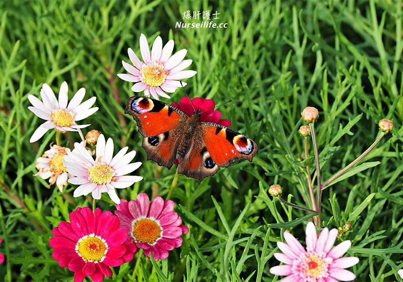 鄂霍次克海近在咫尺 北海道北浜驛「非誠勿擾」_img_10