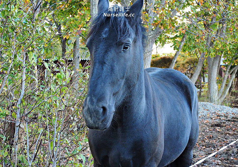可以框住北海道名山駒岳的免費遊覽地點_img_3