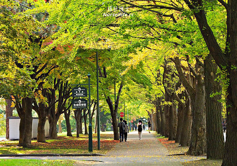 北海道大學 銀杏美到變成觀光景點_img_4