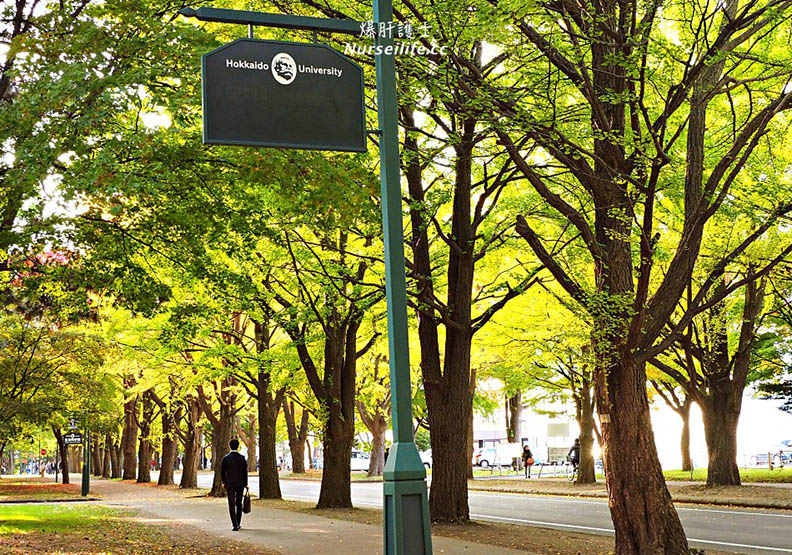 北海道大學 銀杏美到變成觀光景點_img_5