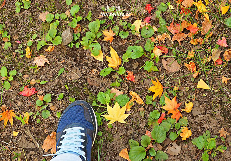 北海道大學 銀杏美到變成觀光景點_img_7