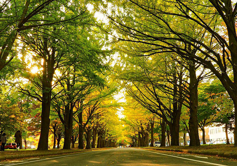 北海道大學 銀杏美到變成觀光景點_img_2