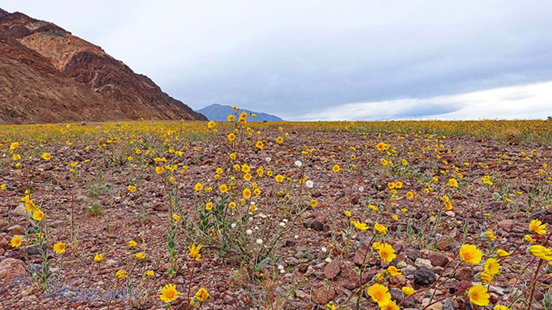 死谷國家公園全攻略_img_17