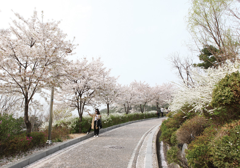 首爾駱山公園 遠離喧囂的櫻花世界