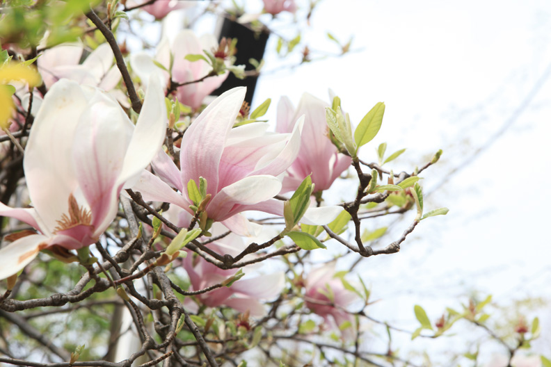 首爾駱山公園 遠離喧囂的櫻花世界_img_5
