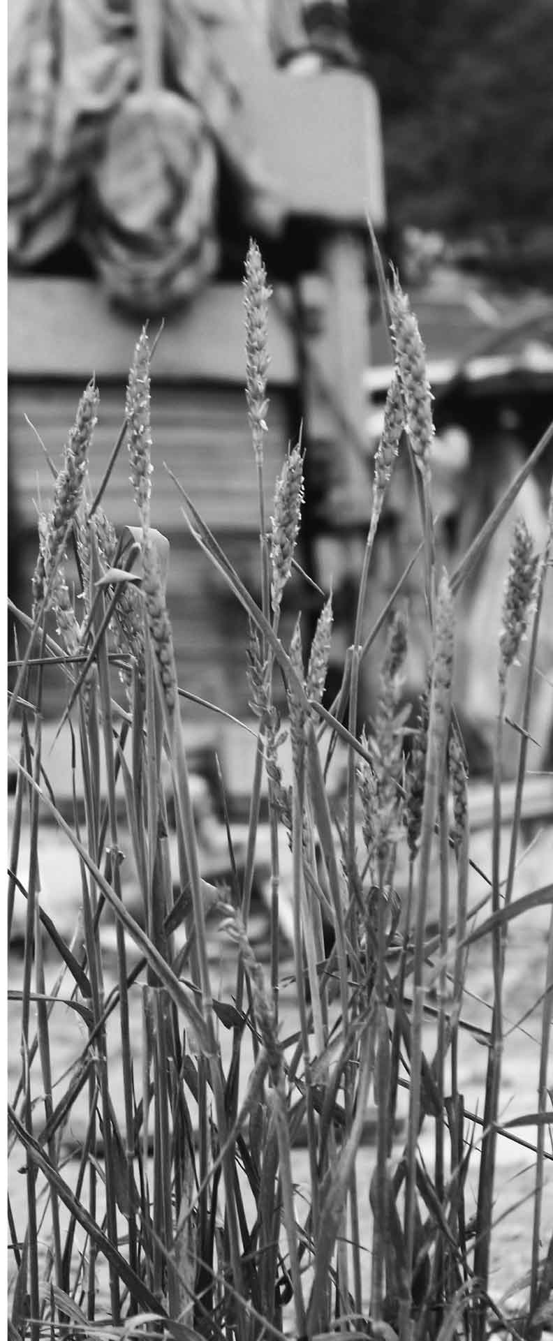 「奇蹟之醬」能存續 靠得是海嘯襲來仍挺住的小麥_img_1