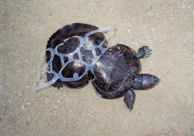 心碎的衝擊:看塑膠對動物傷害多麼巨大_img_1