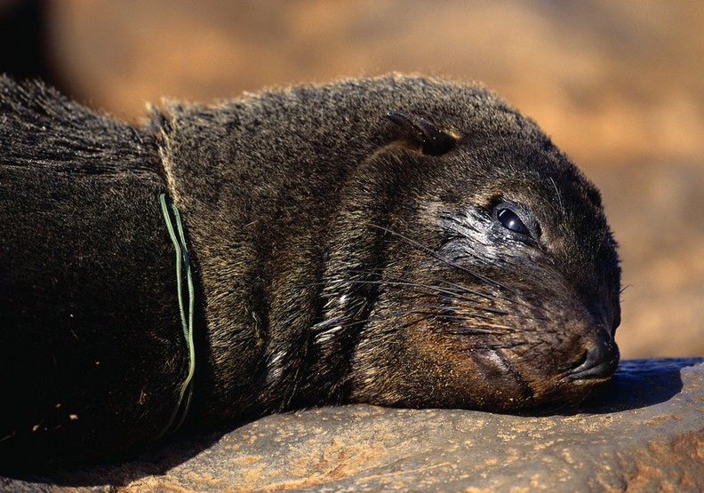 心碎的衝擊:看塑膠對動物傷害多麼巨大_img_6