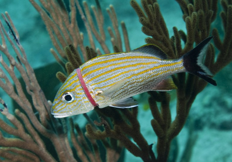 心碎的衝擊:看塑膠對動物傷害多麼巨大_img_3