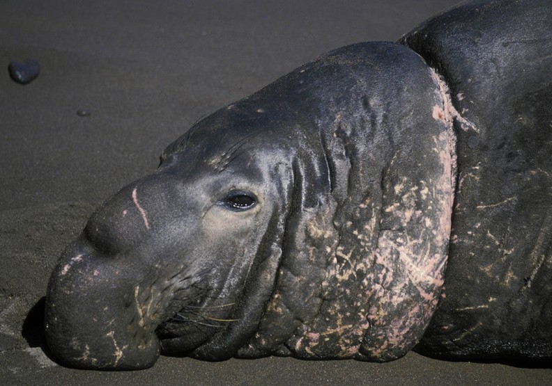 心碎的衝擊:看塑膠對動物傷害多麼巨大_img_9