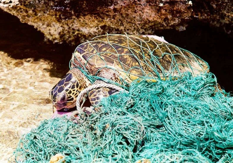 心碎的衝擊:看塑膠對動物傷害多麼巨大_img_8