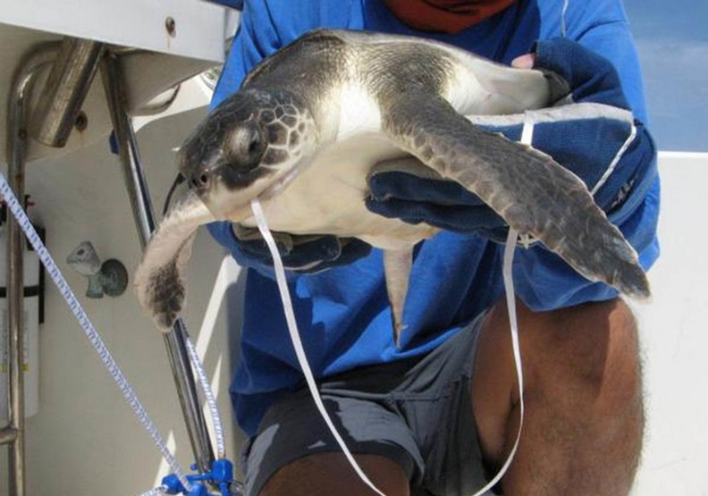 心碎的衝擊:看塑膠對動物傷害多麼巨大_img_12