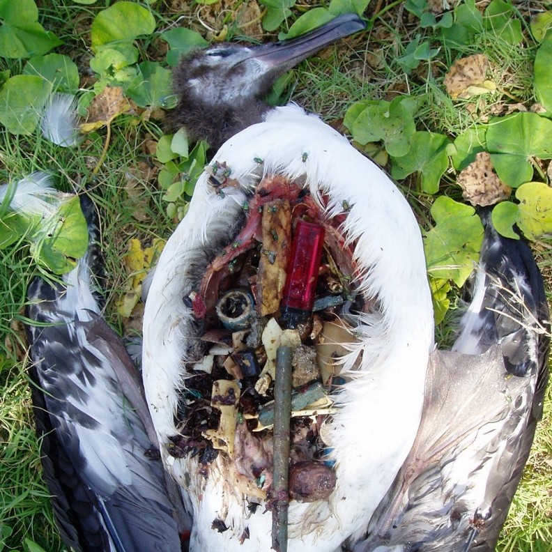 心碎的衝擊:看塑膠對動物傷害多麼巨大_img_15