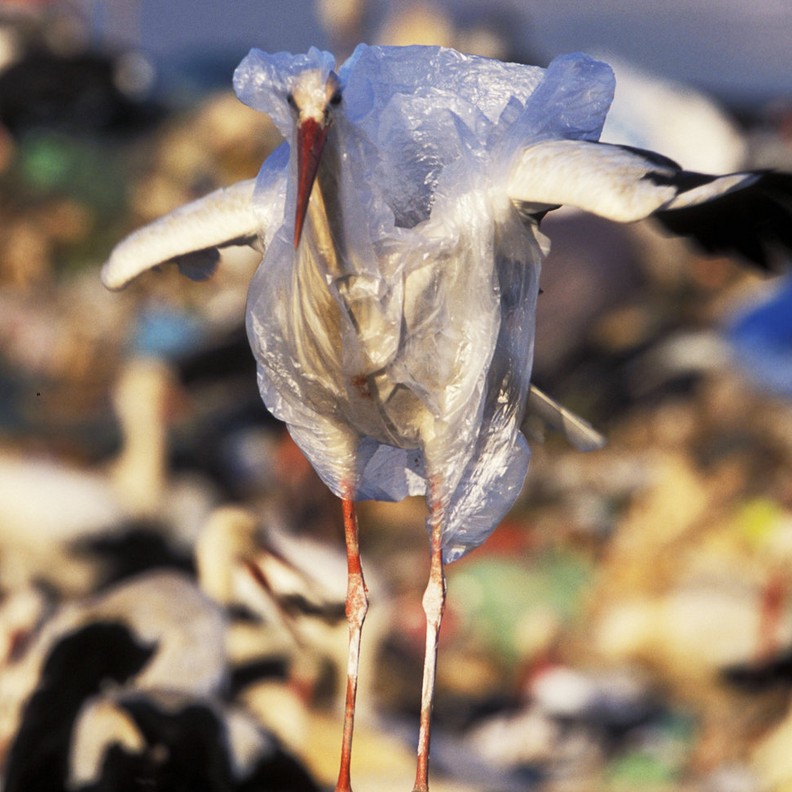 心碎的衝擊:看塑膠對動物傷害多麼巨大_img_14