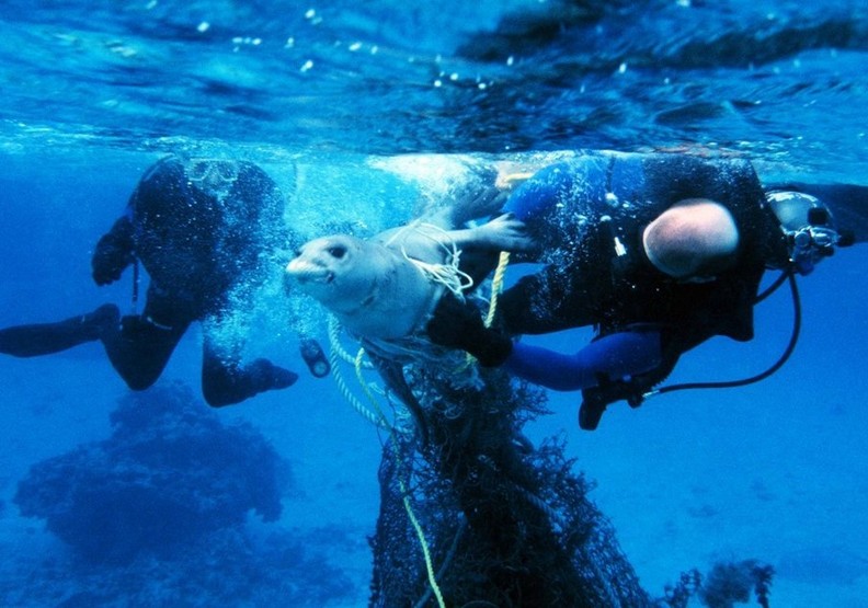 心碎的衝擊:看塑膠對動物傷害多麼巨大_img_13