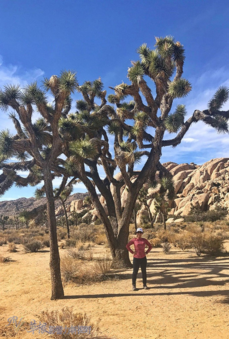 約書亞樹國家公園_img_1