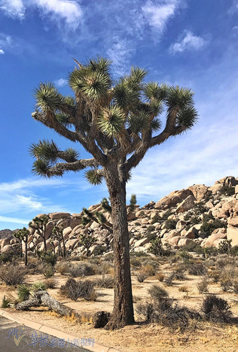 約書亞樹國家公園_img_4