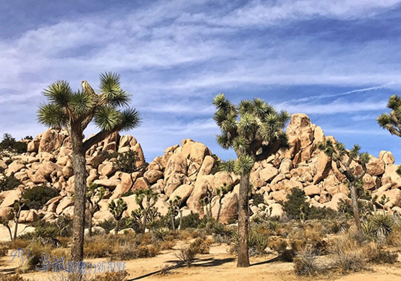 約書亞樹國家公園_img_6