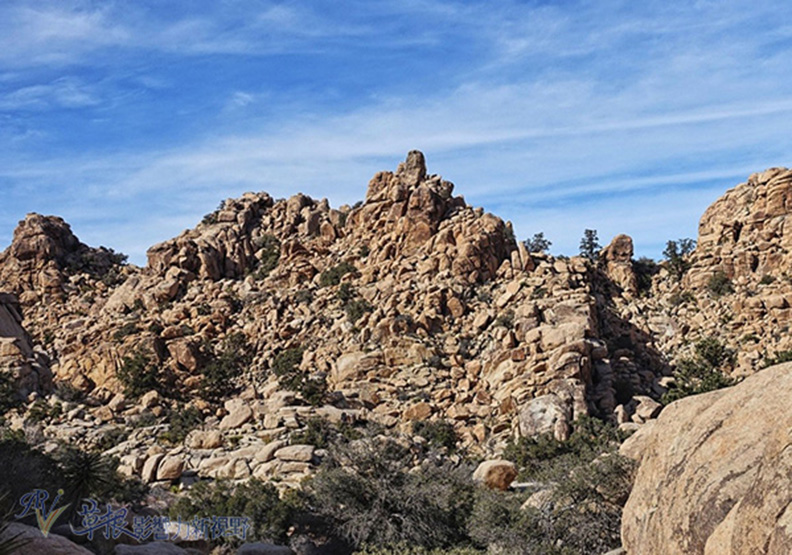 約書亞樹國家公園_img_8