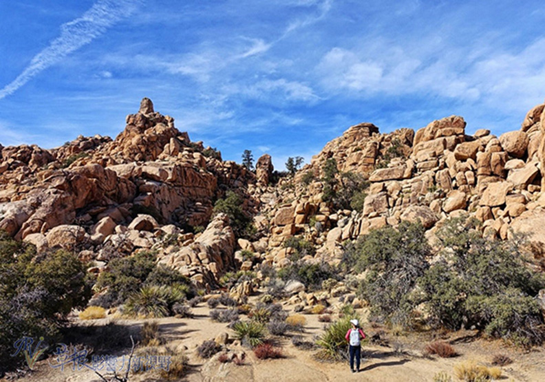 約書亞樹國家公園_img_9