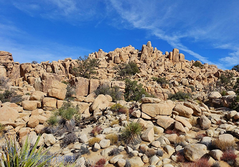約書亞樹國家公園_img_10