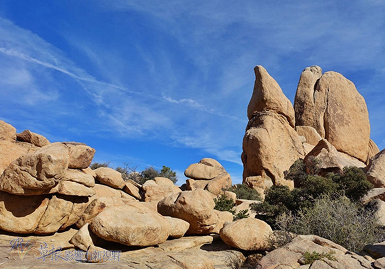 約書亞樹國家公園_img_11