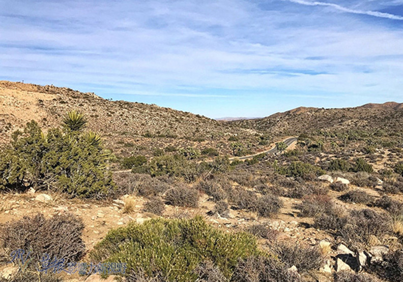 約書亞樹國家公園_img_16