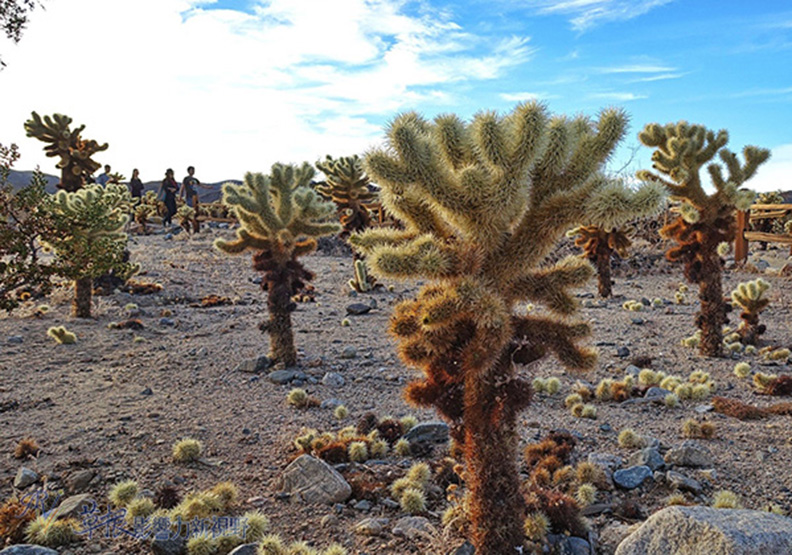 約書亞樹國家公園_img_19