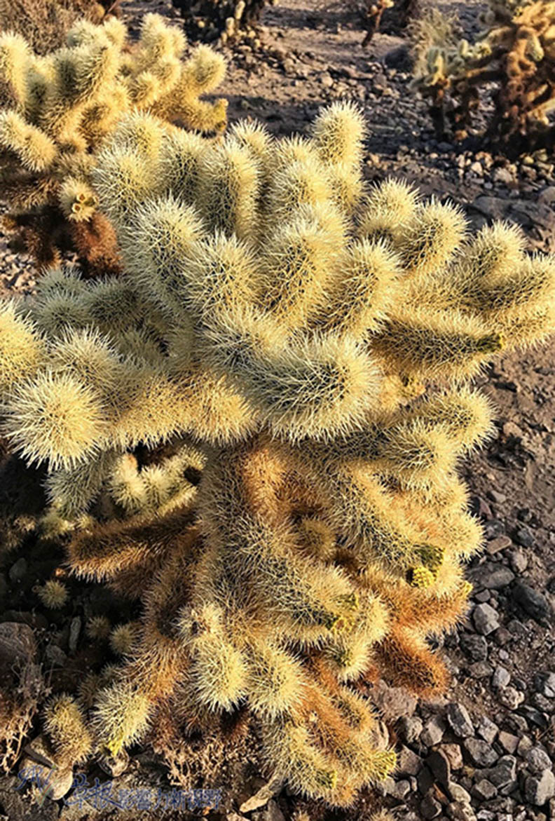 約書亞樹國家公園_img_21