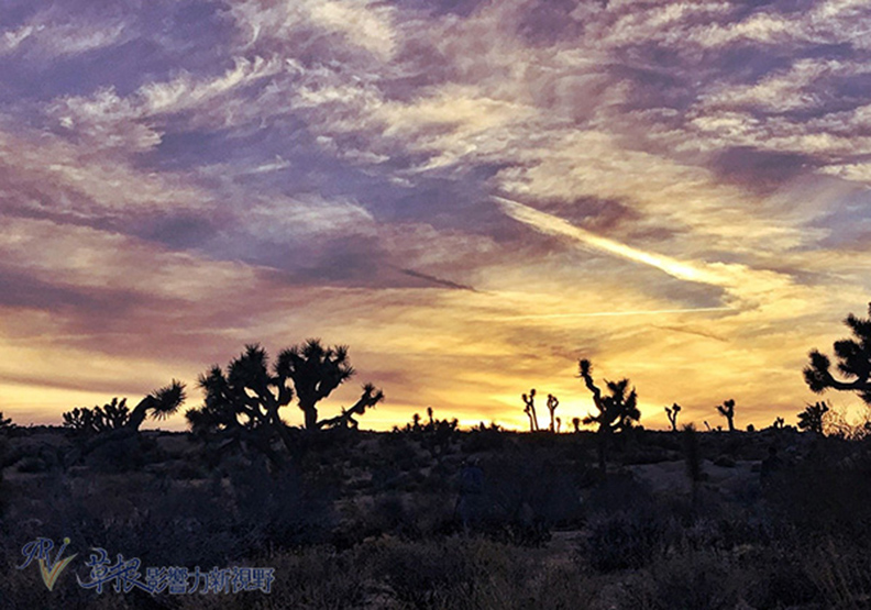 約書亞樹國家公園_img_25