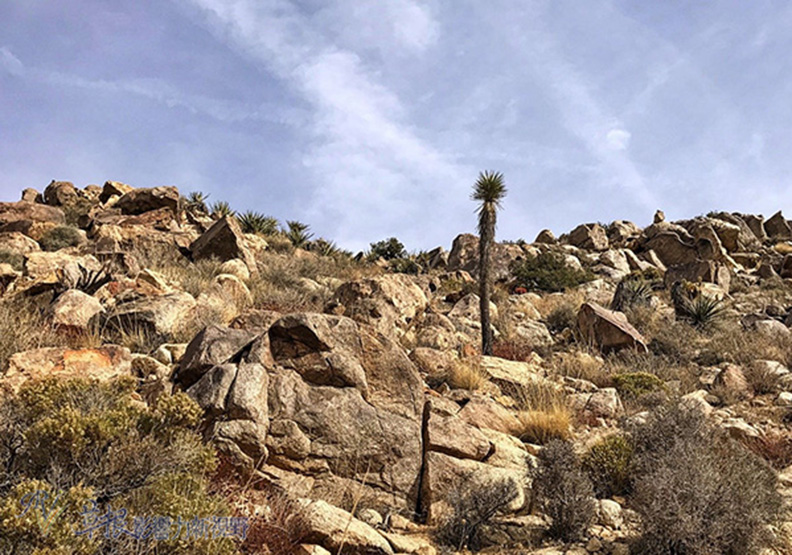 約書亞樹國家公園_img_27