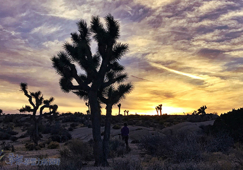 約書亞樹國家公園_img_24