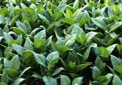 向菸草宣戰 在中國與波斯抽菸曾是死罪