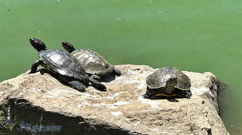 舊金山市區的約會指南_img_19