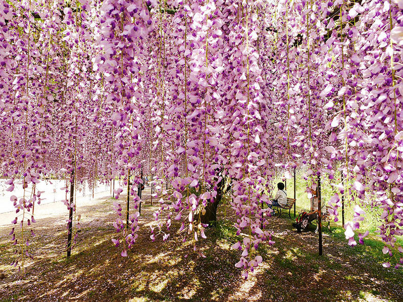 寶塚迷必逛的寶塚花之道跟美味的LEMANS餐廳_img_50