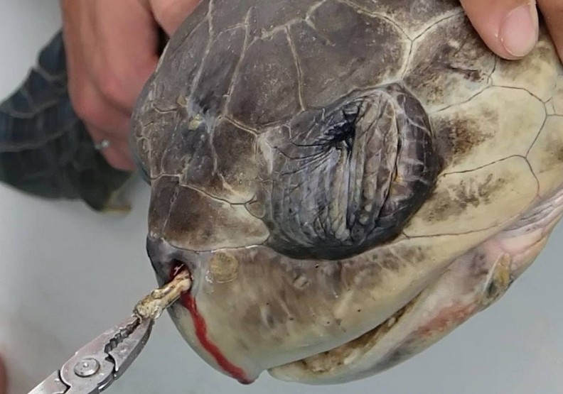 為什麼要用塑膠吸管?你只是吸進了更多罪惡_img_1