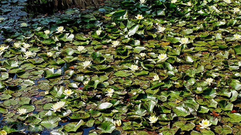 北海道最終章:大沼公園、五稜郭、金森倉庫_img_12
