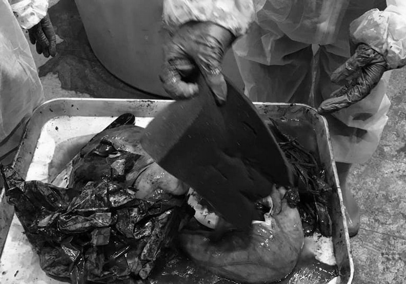 人類很過分!高雄死亡虎鯨胃內有18個塑膠袋_img_1